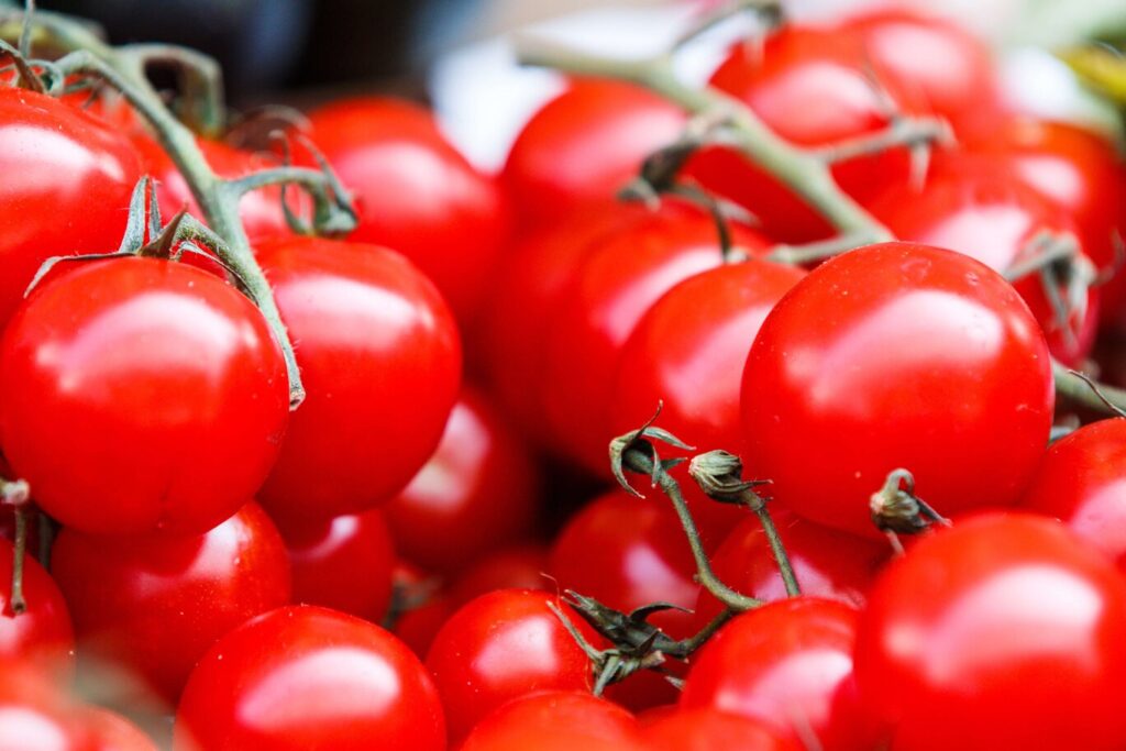 tomatitaimede kasvatamine
